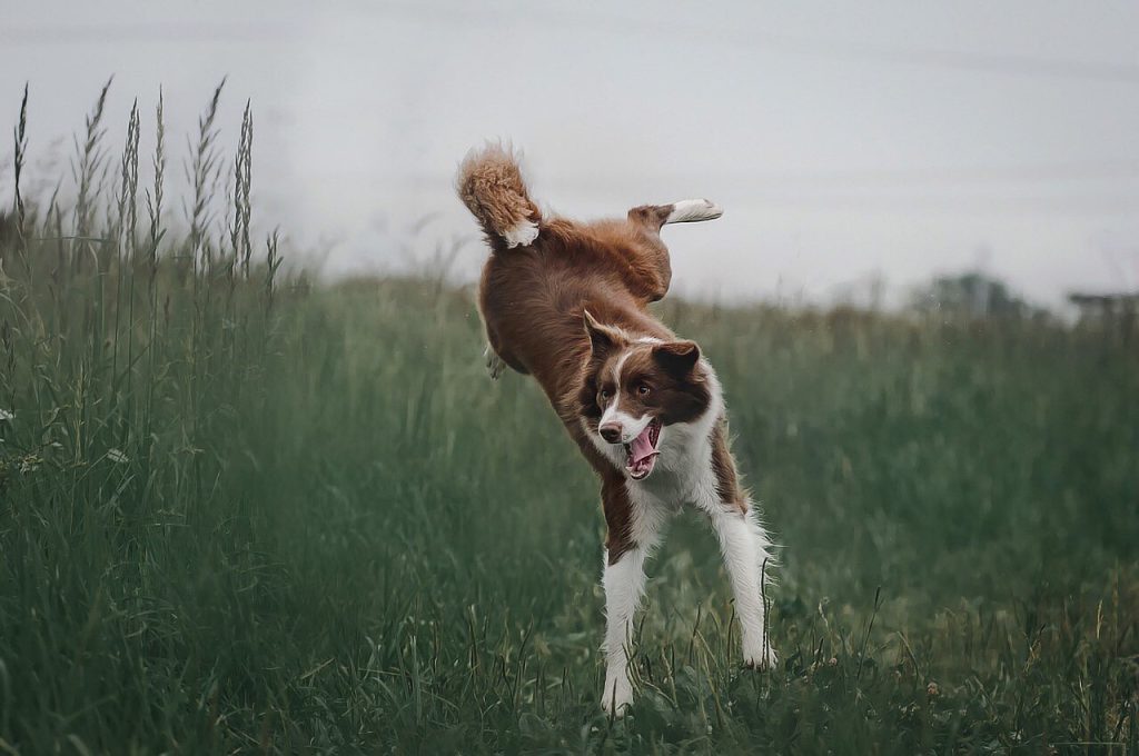 dog, border collie, breed-4441585.jpg