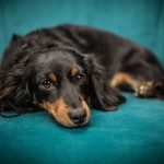 dog, puppy, sofa-2561134.jpg