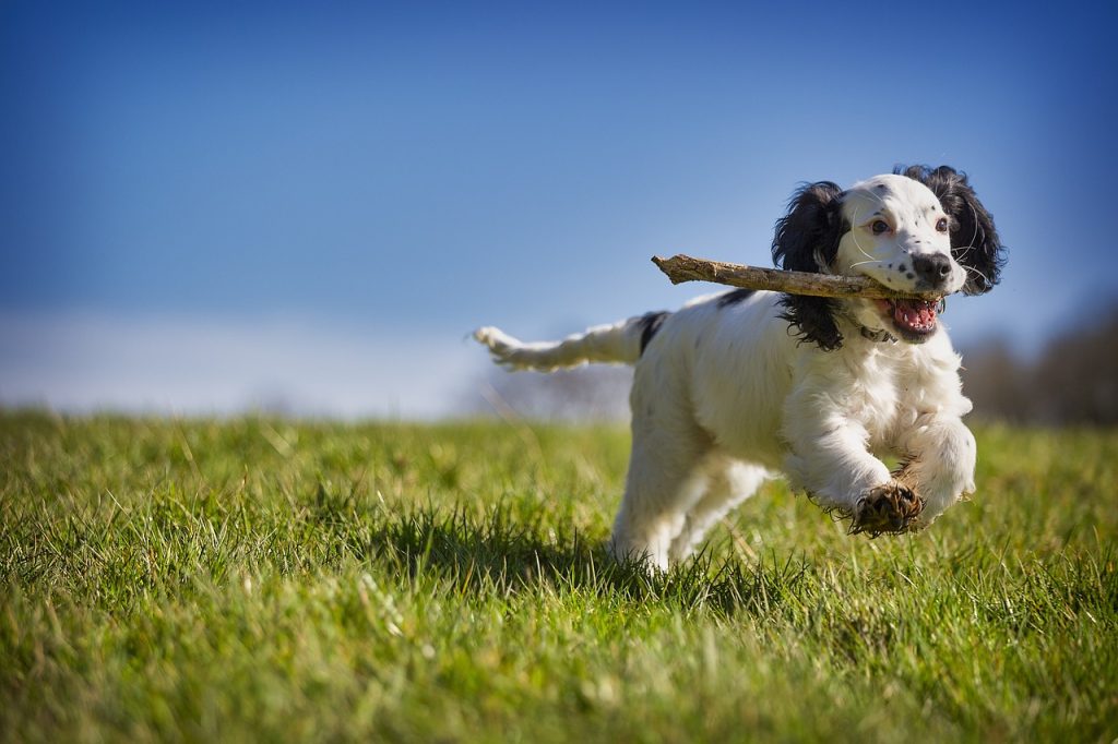 fetch, stick, puppy-4957501.jpg